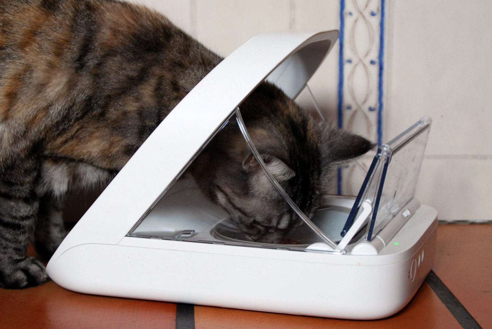 The Automatic Pet Feeder: Feeding Fiasco (image credits: wikimedia)