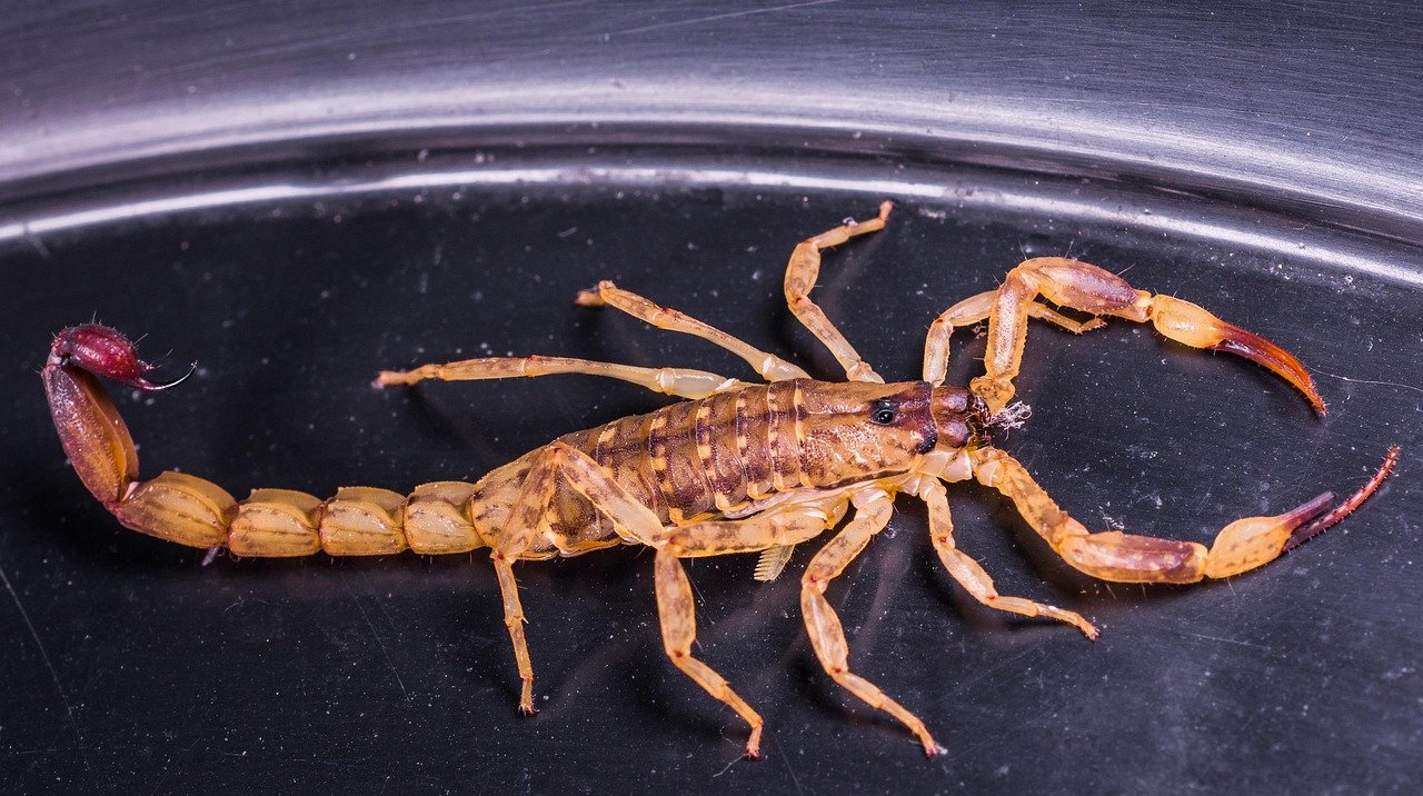 Scorpio's Financial Fortune Peaks in Late Summer (image credits: pixabay)