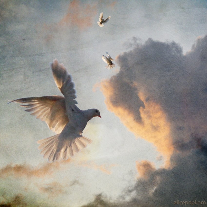 The Transformative Power of Biblical Forgiveness (image credits: flickr)