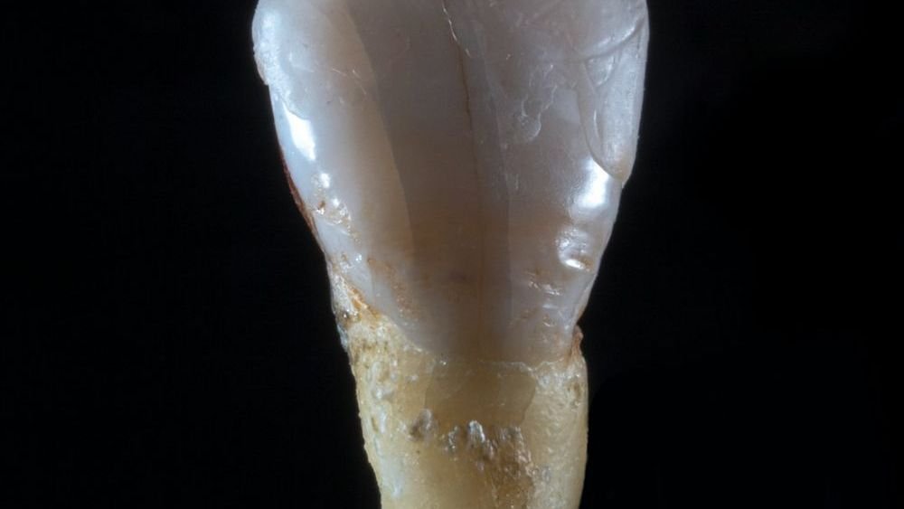 The Cave of Giants: The 300,000-Year-Old Discovery in Israel That Challenges Everything We Knew About Art