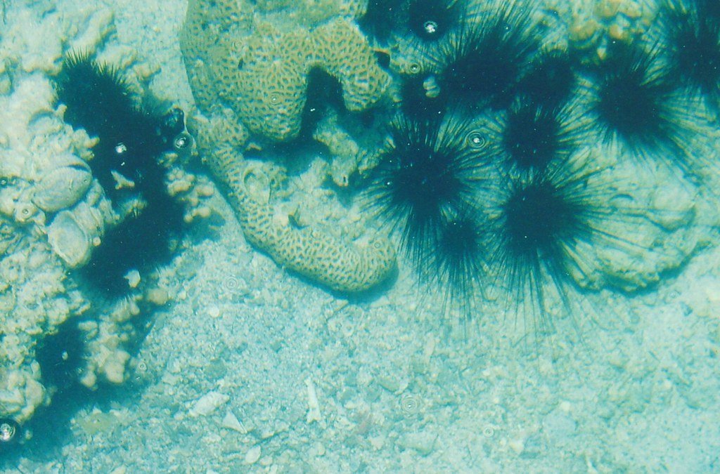 The Government's Suspicious Silence (shankar s., Flickr, CC BY 2.0)