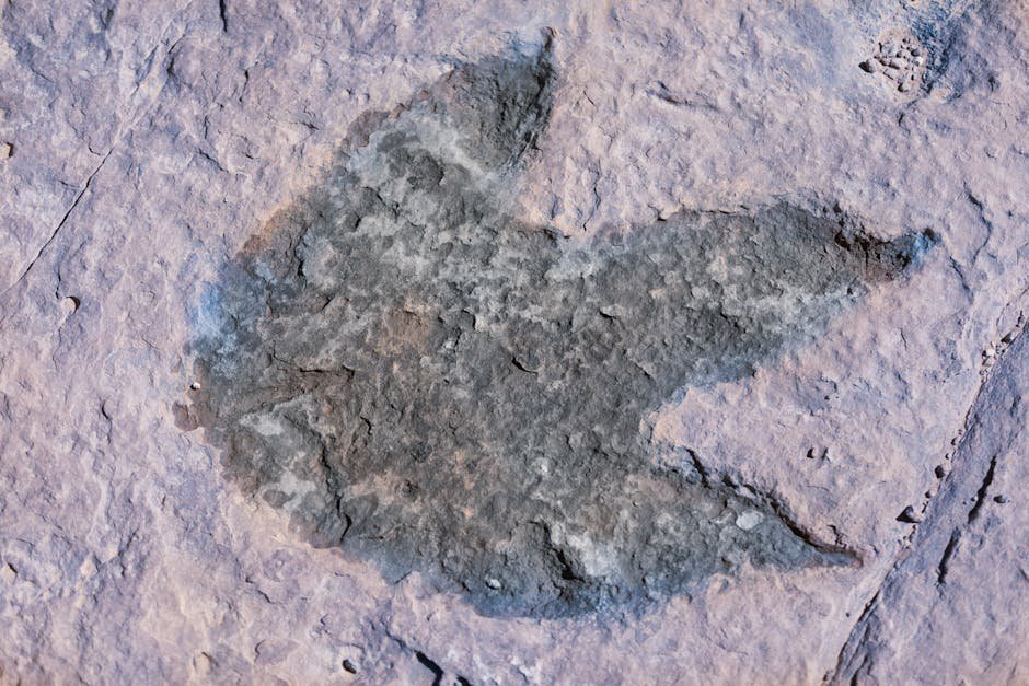 Trace Fossils: Why These Footprints Are Different From Bones (Image Credits: Pexels)