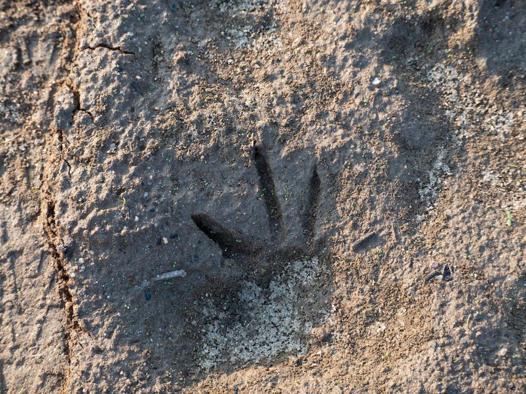 The Laetoli Trackway: Africa's Original Footprint Gallery (Image Credits: Unsplash)