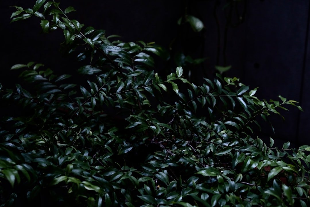 The Strongest Criticism: Why the Dark Forest May Still Be Wrong (Image Credits: Unsplash)