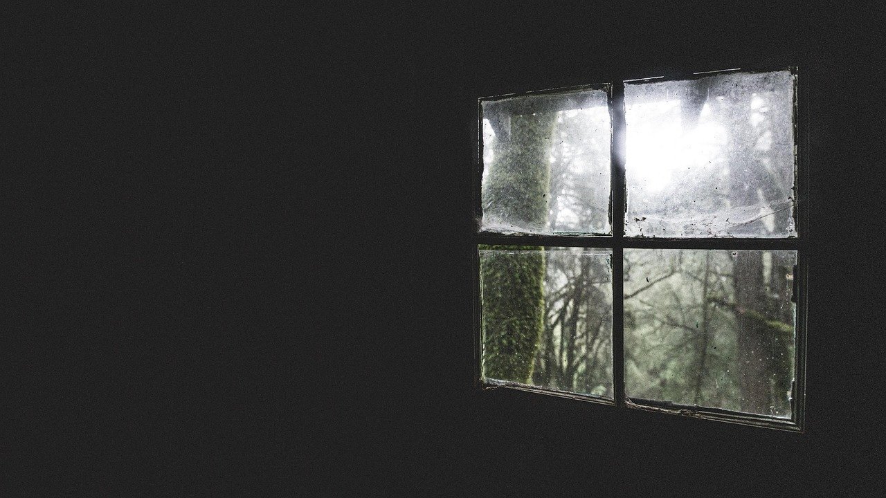 Conclusion: The Forest, the Silence, and What We Do Next (Image Credits: Pixabay)