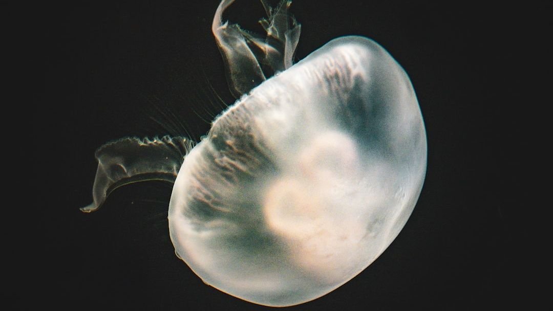 Beyond Carbon: The New Discovery That Suggests Life Doesn't Need Oxygen to Survive