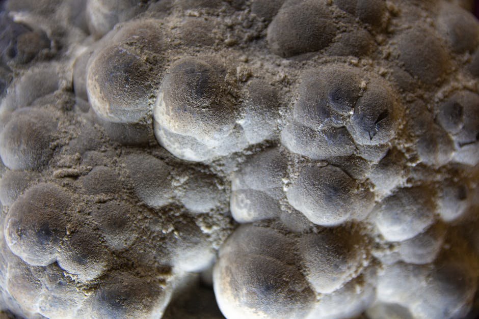 Where Science and Mystery Still Meet (Image Credits: Pexels)