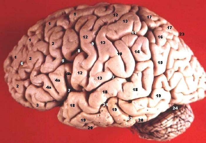 The Neurochemical Cocktail: It's Not Just Dopamine (By John A Beal, PhD 

Dep't. of Cellular Biology & Anatomy, Louisiana State University Health Sciences Center Shreveport, CC BY 2.5)