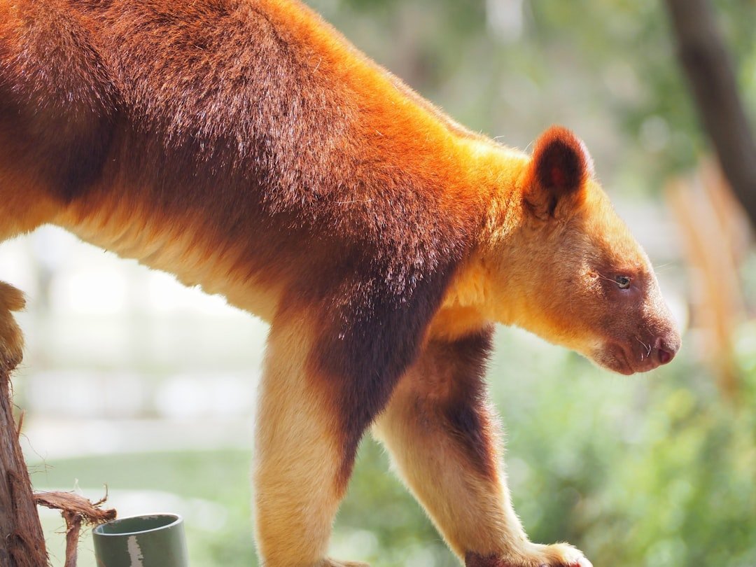 The tree-kangaroo lives in the hidden world of the treetops