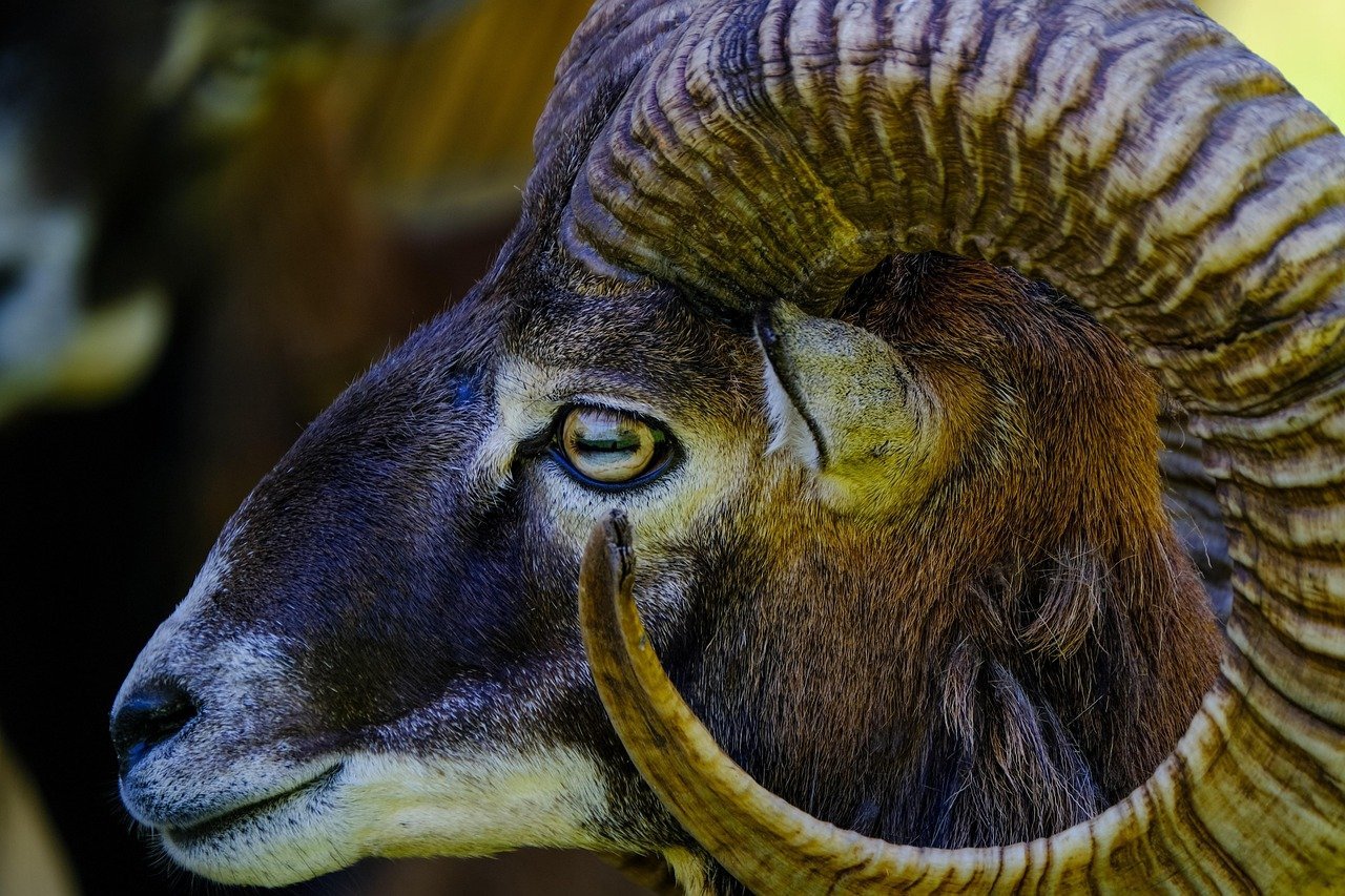 Aries: The Identity Reboot (Image Credits: Pixabay)