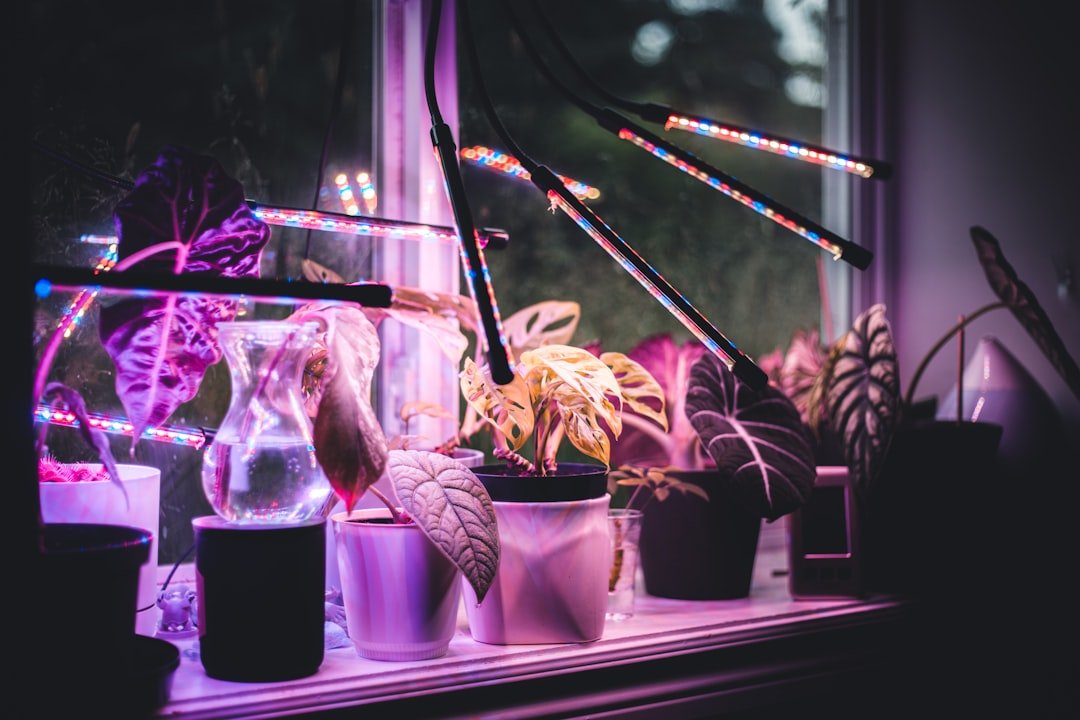 The Role of LED Grow Lights (Image Credits: Unsplash)