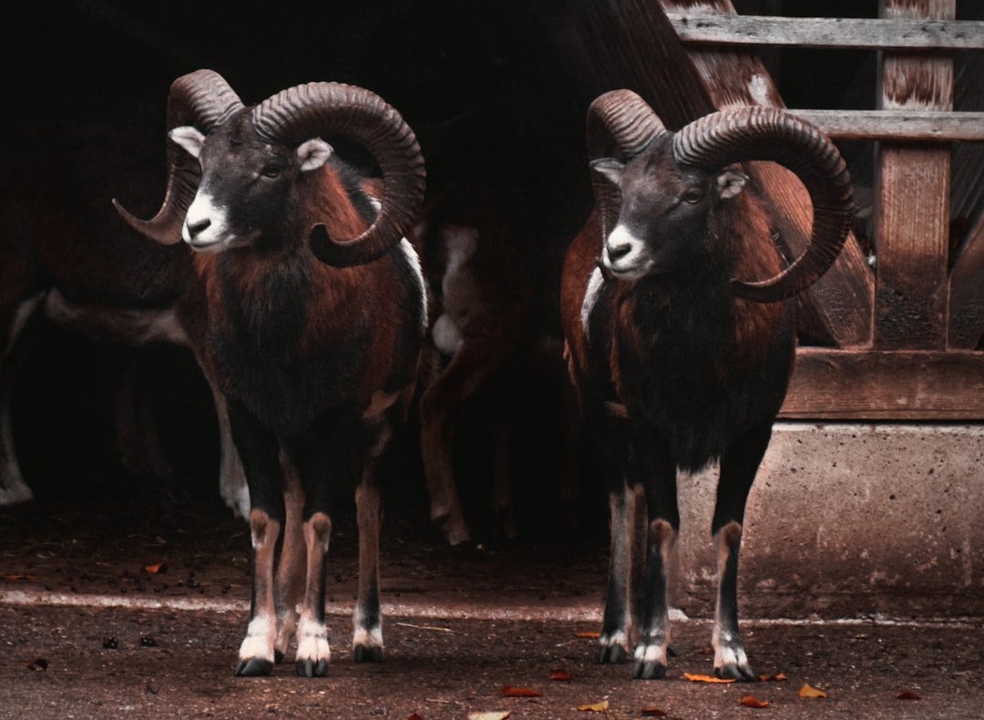 Sign #1: Aries - The Fire That's Ready to Be Witnessed (Image Credits: Unsplash)