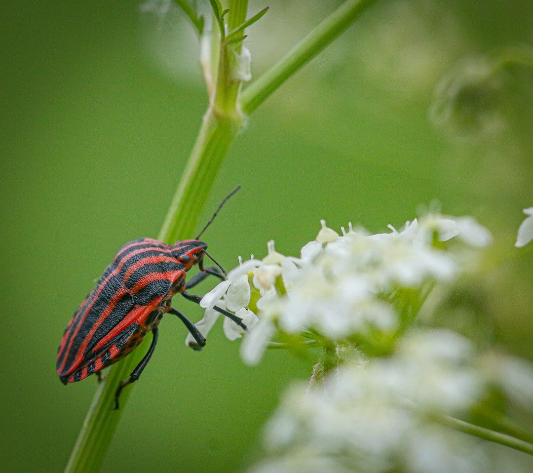 What Symbiotic Compatibility Actually Means in Biology (Image Credits: Unsplash)