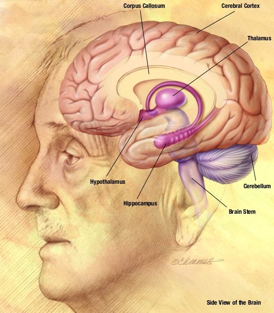 The Neuroendocrine Bridge Between Host and Symbiote (By National Institute for Aging, a branch of NIH.  As a work created by a US government employee, this is in the public domain, Public domain)