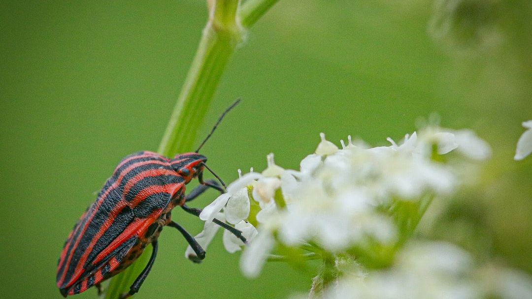 Symbiote Biology: The Scientific Reason Mary Jane Watson is a More Compatible Venom Host Than Eddie Brock