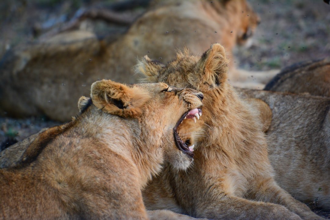 Leo: When Admiration Disappears (Image Credits: Unsplash)