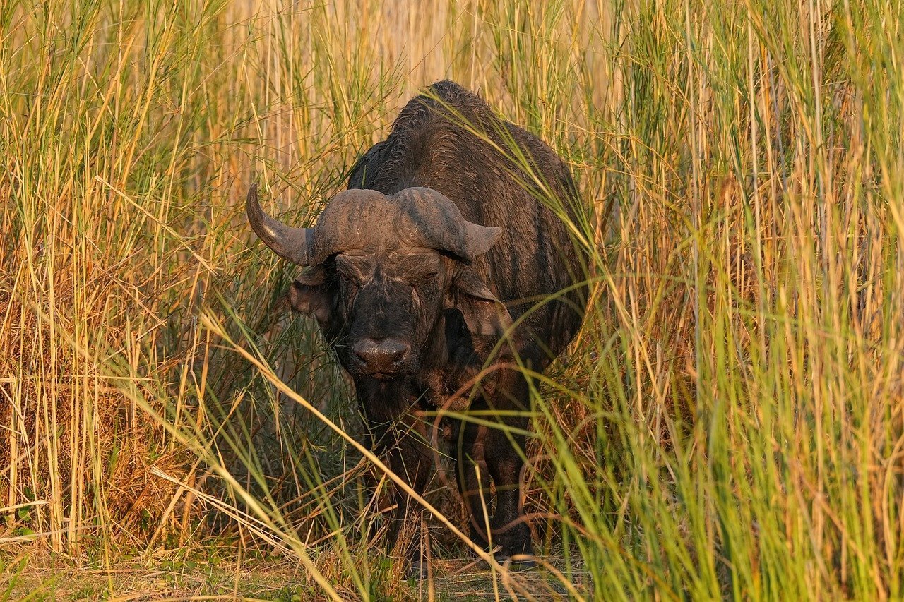Dodge City and the Hide Market (Image Credits: Pixabay)