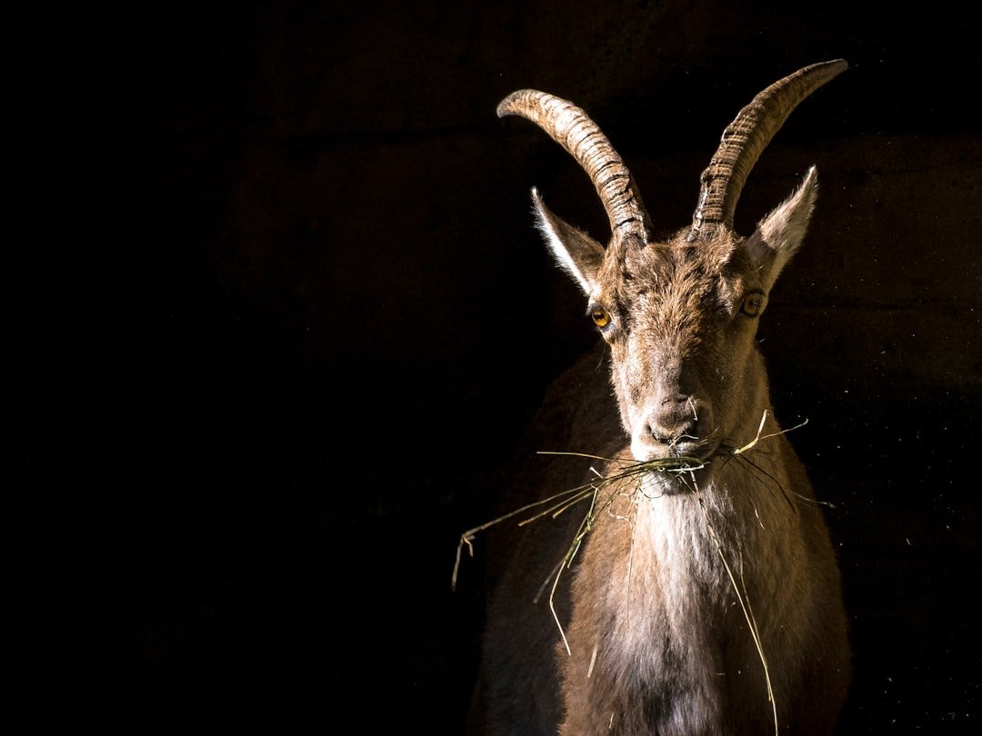 How Capricorn Seeks Retribution on Their Own Timeline (Image Credits: Unsplash)