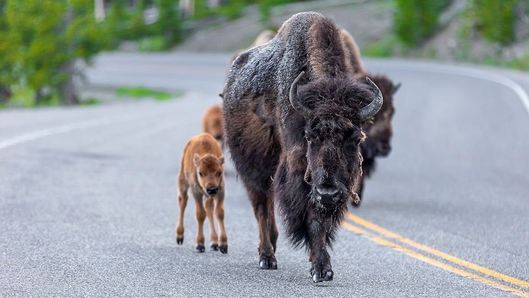 The "Buffalo Ledger": The Real Economic Reason the American Frontier Was Won with Sharpshooters
