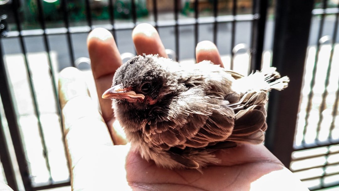 If a bird flu pandemic starts, we may have an mRNA vaccine ready