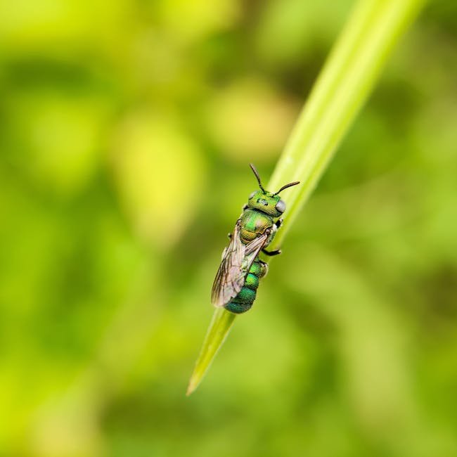 Humidity makes these bees turn green