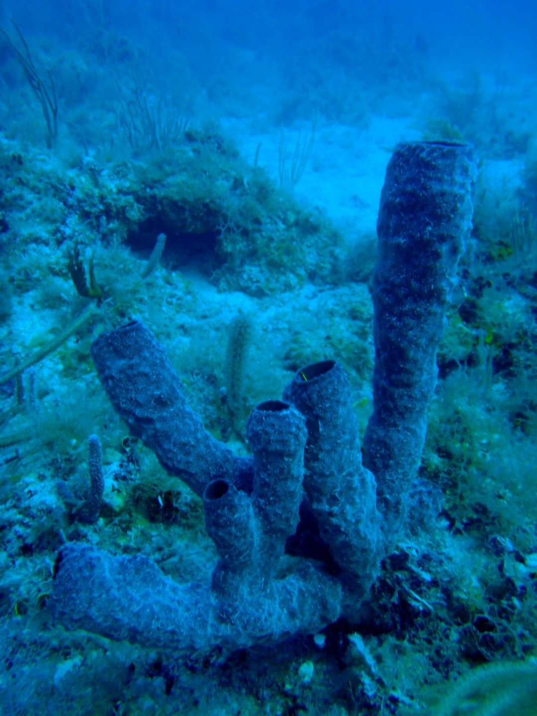 Got pesky, invasive corals? Blast ‘em away with air guns