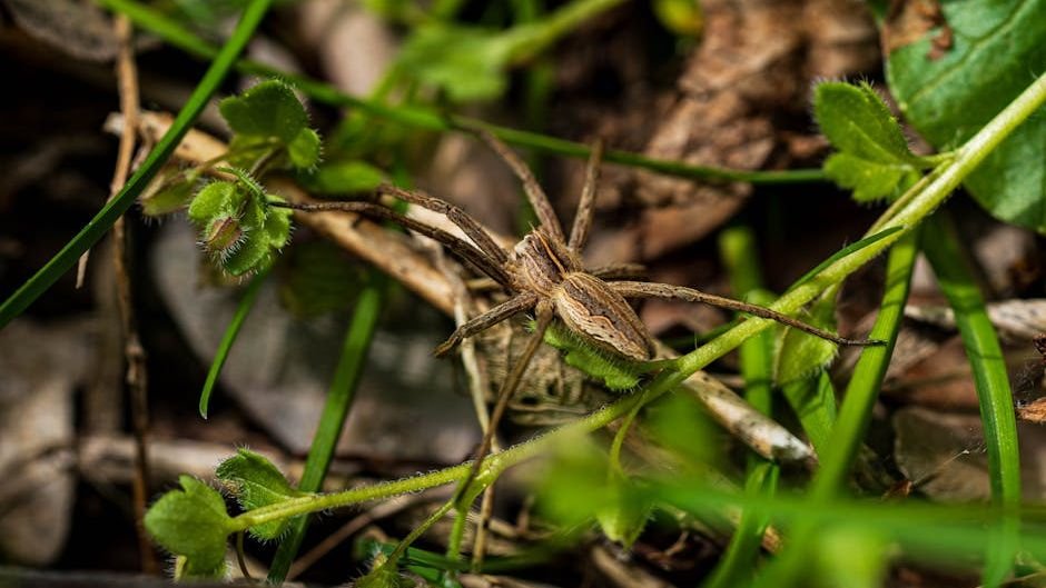 Spiders in the mosaic: How habitat heterogeneity and structure drive local spider diversity in a Mediterranean forest