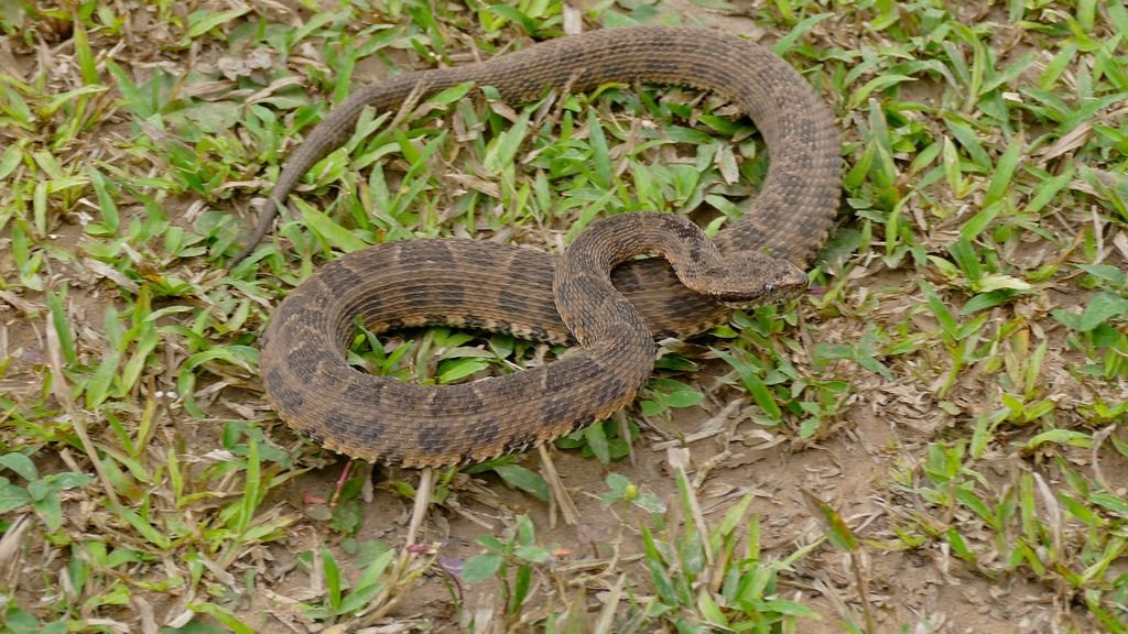 Combining Thiophene-Triazole Hybrids with Bothropic Antivenom to Enhance Its Inhibitory Effect Against the Coagulant Activity of Bothrops Jararaca, B. Neuwiedi, and B. Jararacussu Snake Venoms