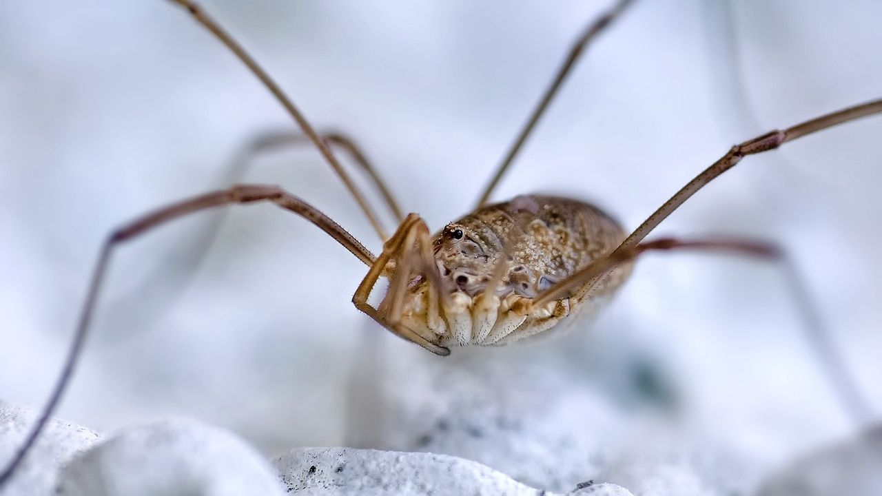 Systematic revision of Dongmoa Roewer (Arachnida: Opiliones: Podoctidae), with reassignment of two Chinese species from Bonea and description of a new species from Vietnam