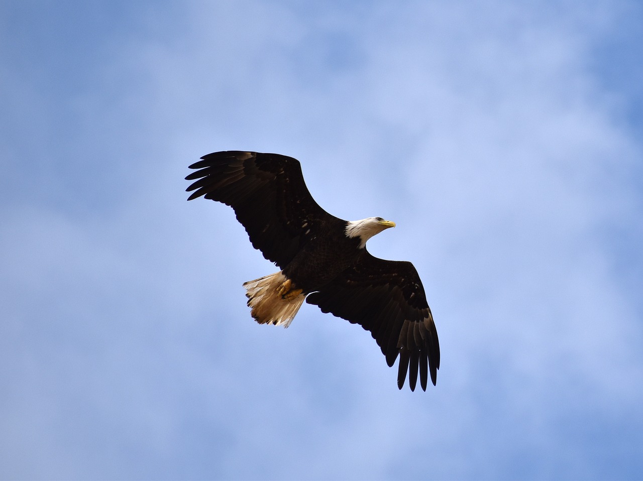 "Damn the Torpedoes": The Battle of Mobile Bay (Image Credits: Pixabay)