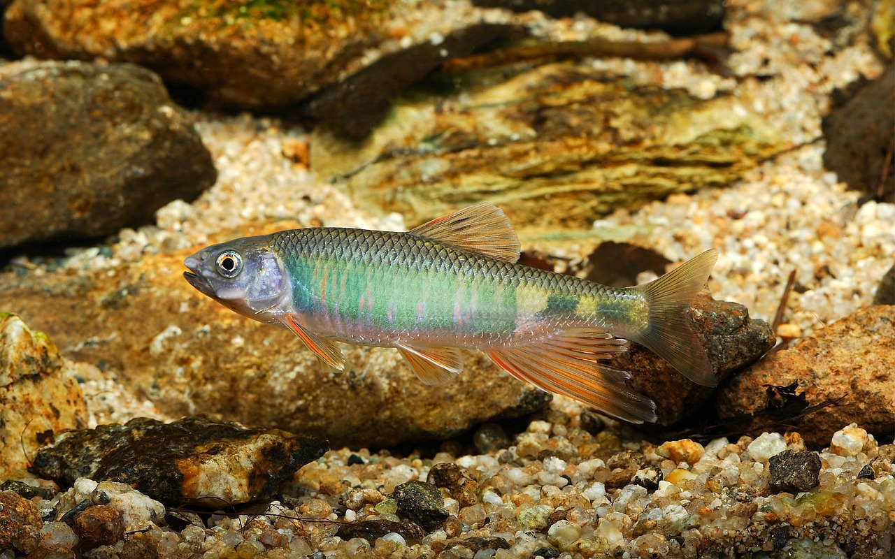 Sign #2: Pisces - The Disappearing Dreamer (Image Credits: Pixabay)