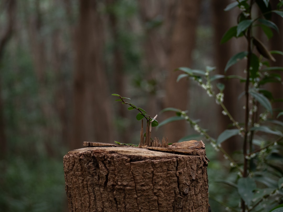 Earth Signs' Hidden Strengths (Image Credits: Unsplash)