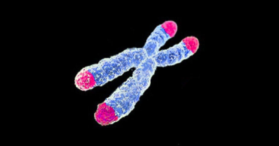 Telomeres: The Cellular Clock That Biohackers Obsess Over (By AJC1, CC BY-SA 4.0)