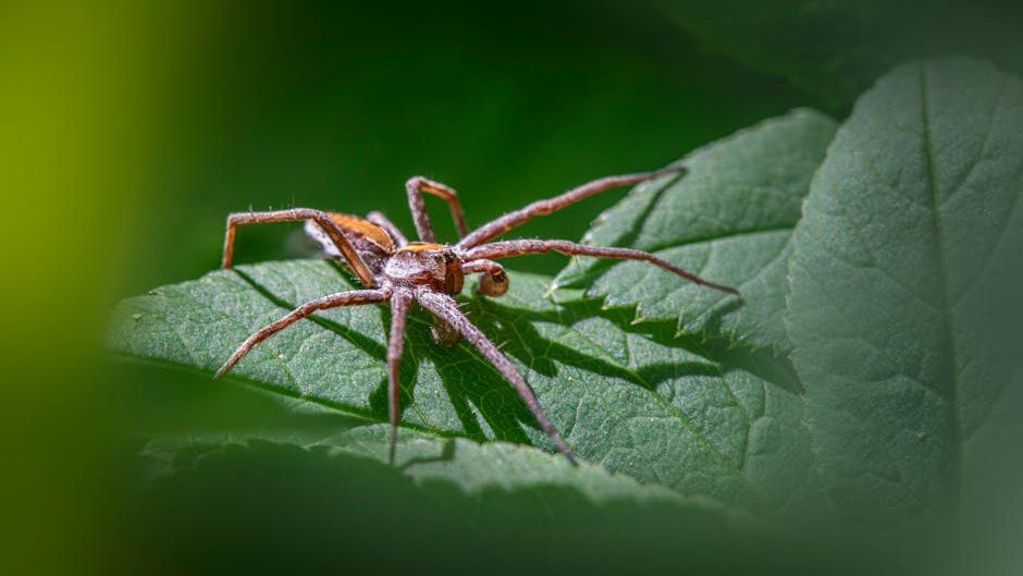 Taxonomic reassessment and rejection of the spider family Fonteferreidae Wunderlich, 2023 (Araneae)