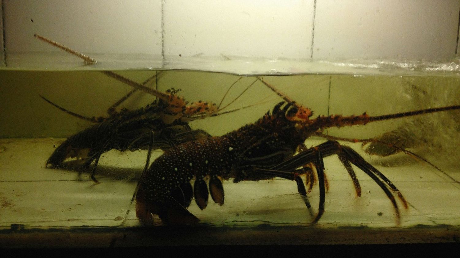 Rare two-colored lobster caught by fishermen off Cape Cod donated to aquarium