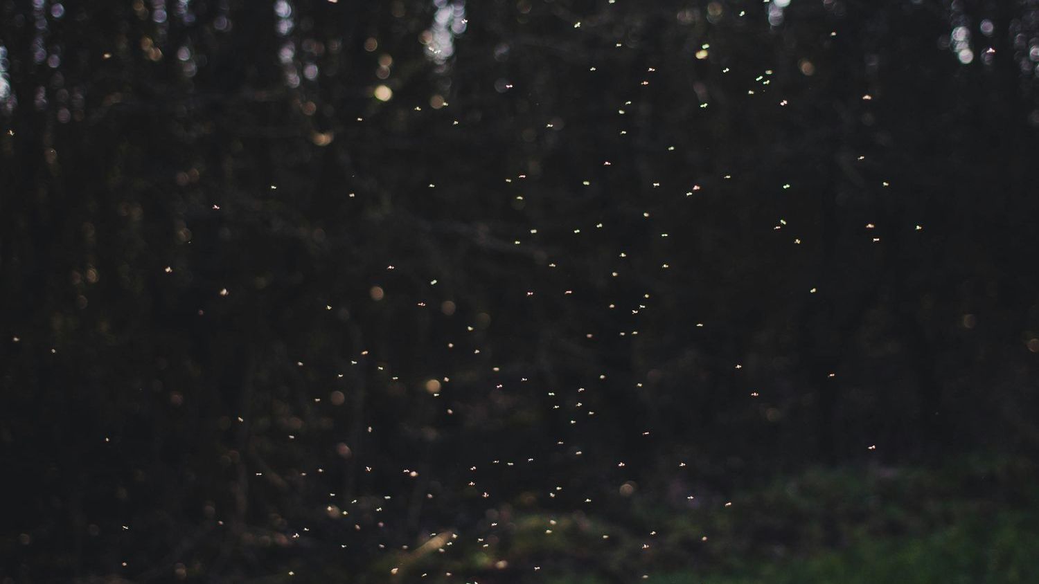Older than the dinosaurs: scientists finally unlock secret of the mayfly’s dance