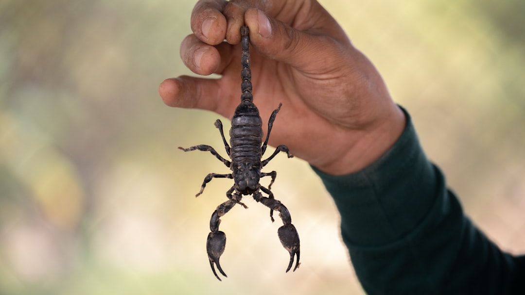 Scorpions Wield Metal-Tipped Weapons
