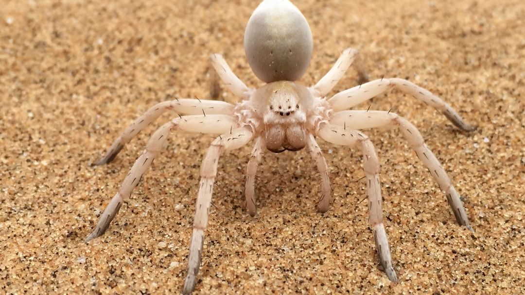 Venomics of the six-eyed sand spider, Sicarius rugosus (Araneae: Sicariidae), from the neotropical dry forest of Costa Rica