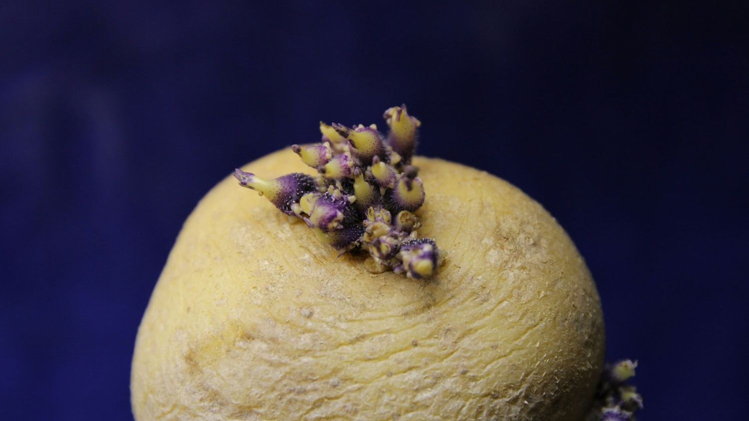 'The Martian' becomes real life: Meet 'Spudnik,' the space potato