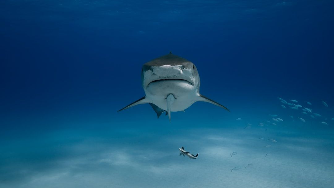 ‘A very sharky summer’ is likely in store for California, experts say