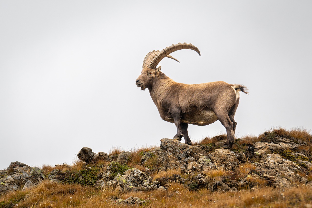 Capricorn: The Disciplined Long-Game Player (Image Credits: Pixabay)