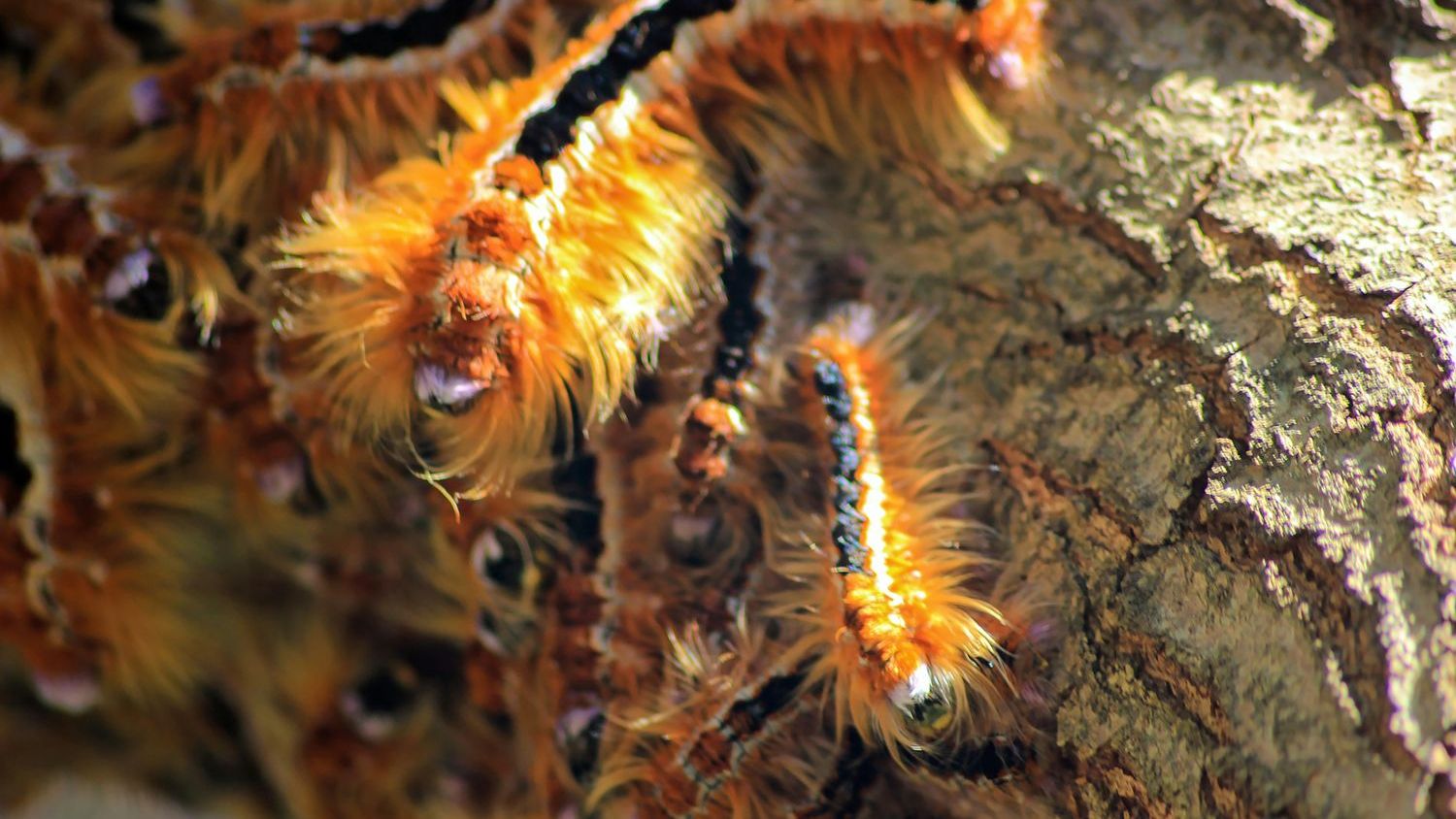 How oak trees outwit their predators