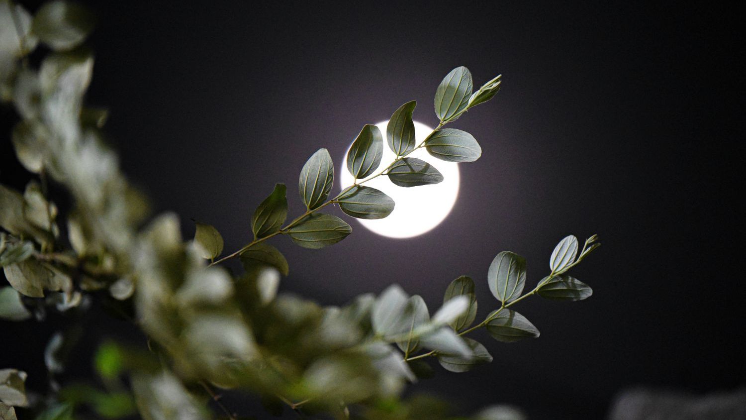 May's full 'Flower Moon' rises tonight: Here's what to expect from the 'micromoon'