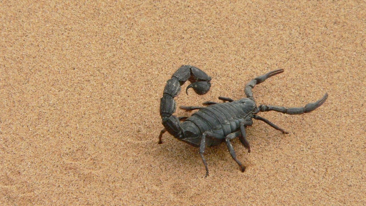 Scorpions go terminator mode and reinforce their weapons with metal