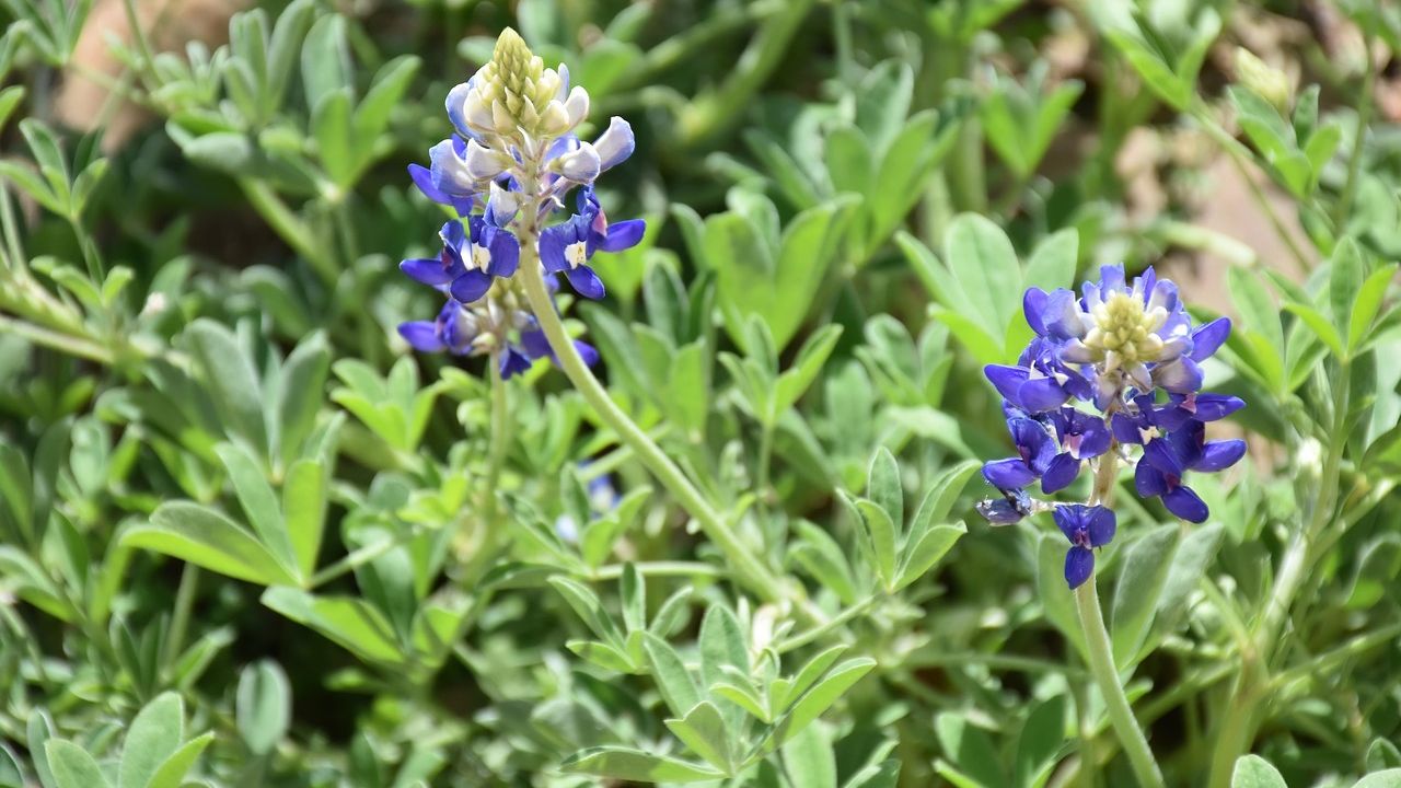 Celebrate America’s 250th birthday at a new state flower exhibit