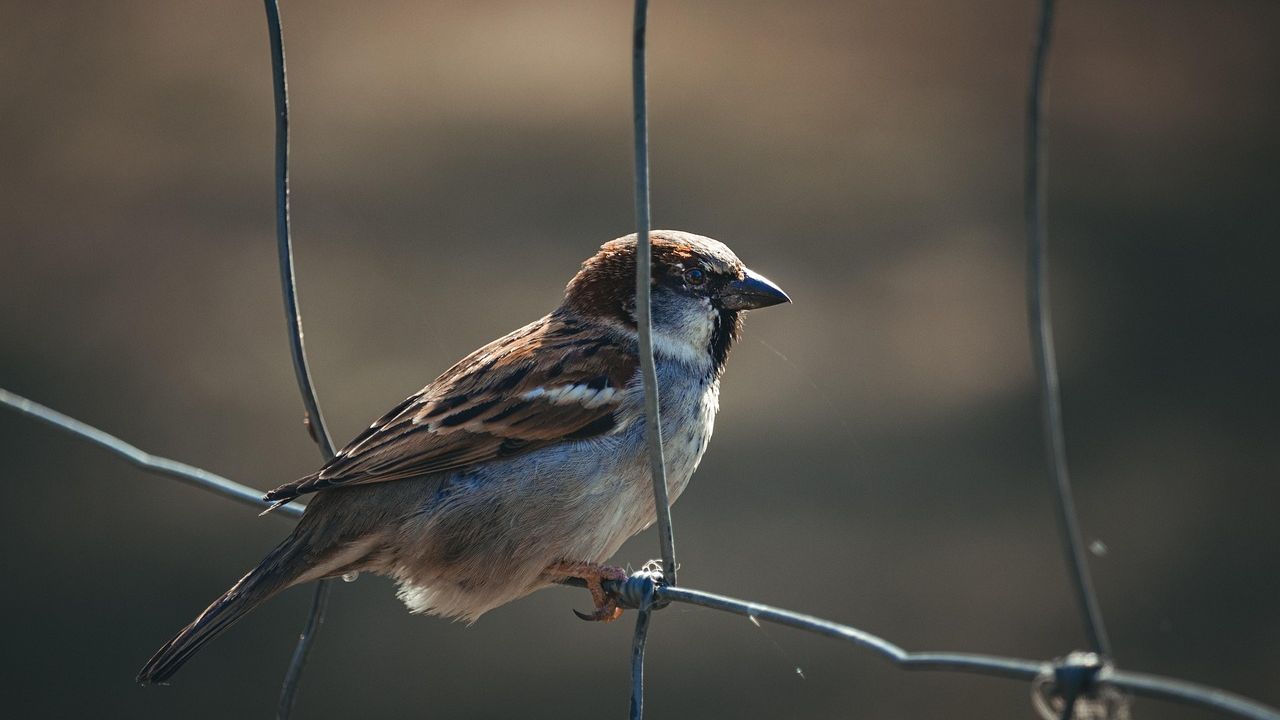 City birds appear to like men more than women, but experts have no idea why