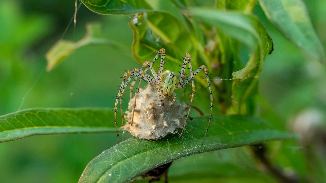 New Insight Into the Evolutionary Arms Race Between Spider Egg Sac Pseudoparasitoids and Active Maternal Care by the Spiders