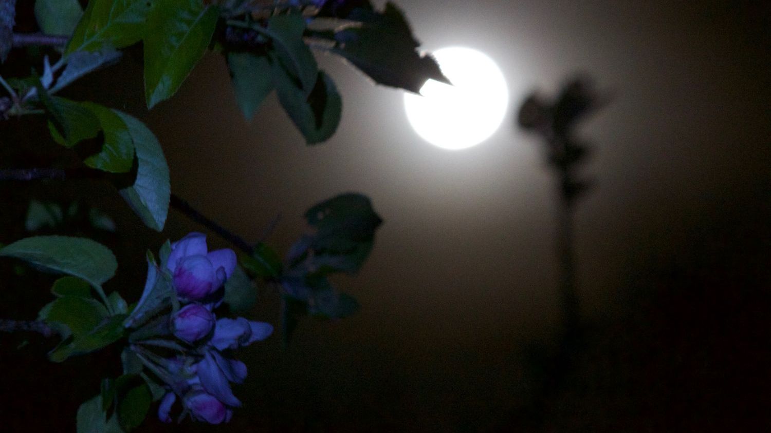 May's full 'Flower Moon' rises tonight: Here's what to expect from the 'micromoon'