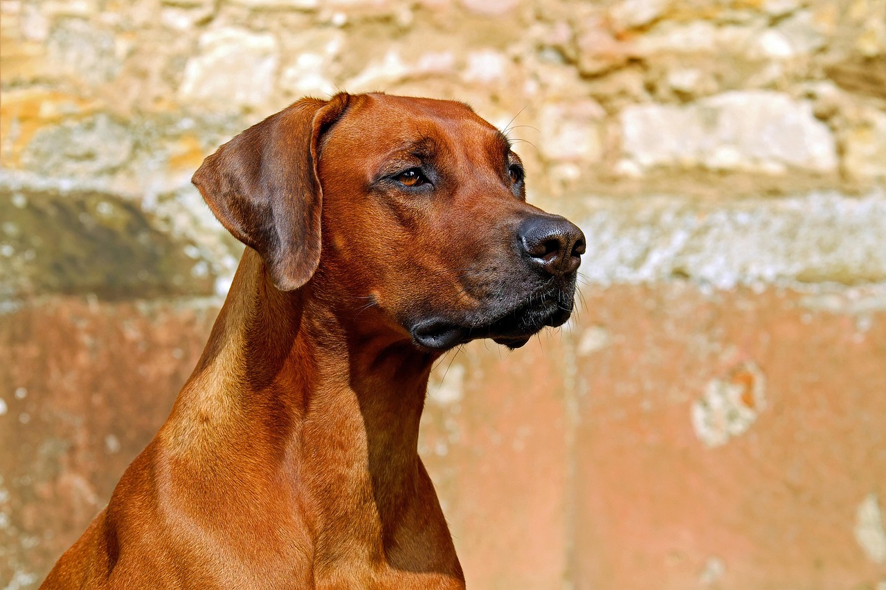Dogs as a Passive Deterrent (Image Credits: Pixabay)