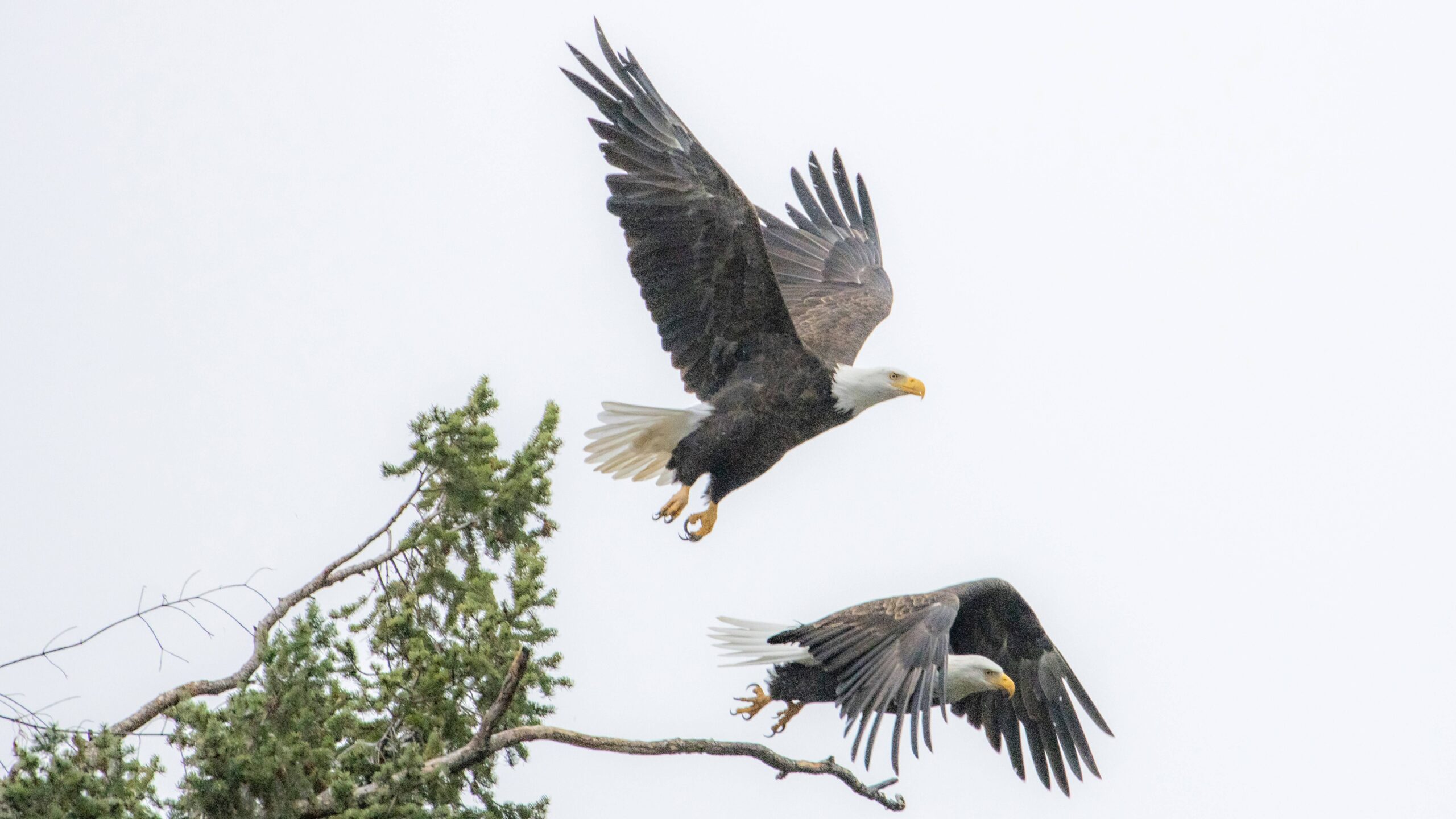 Bald eagle 'massaging' its mate? AI deepfakes collide with the laws of the wild